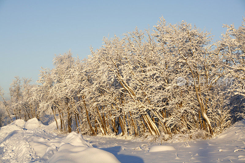 北极树和新雪