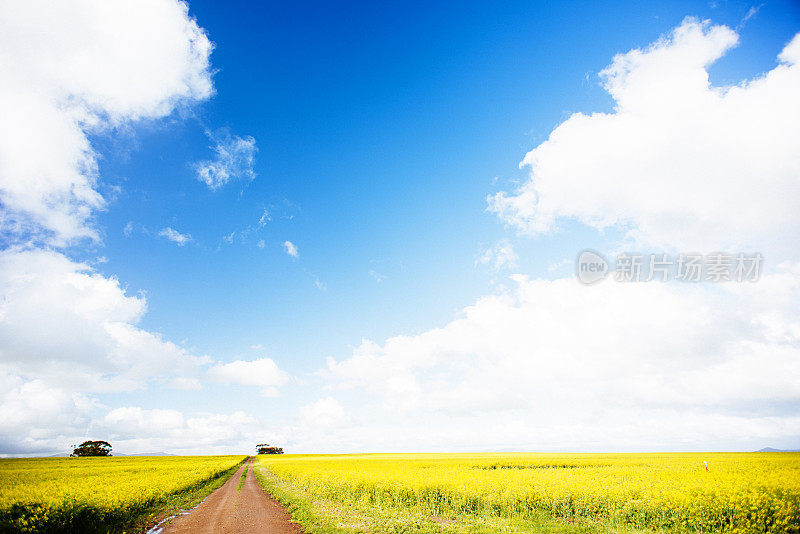 穿过黄色田野的路