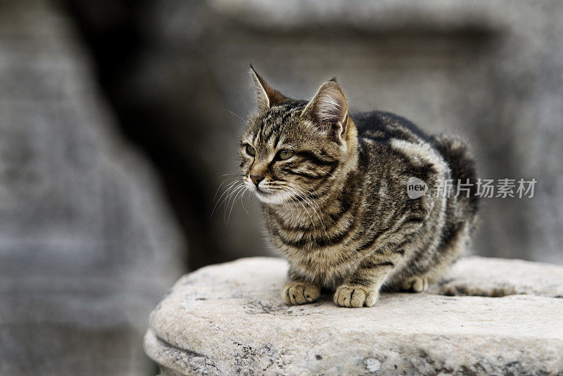 以弗所的猫