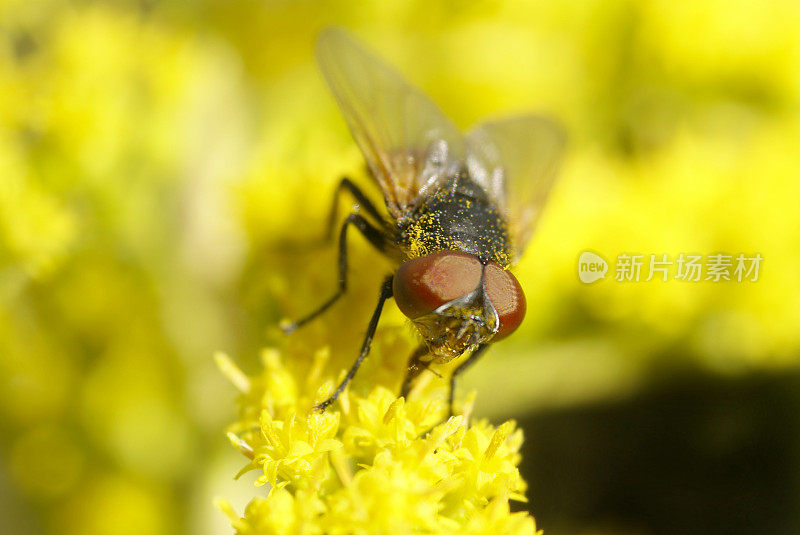 金杖飞