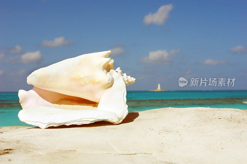 巴哈马海滩上的海螺壳