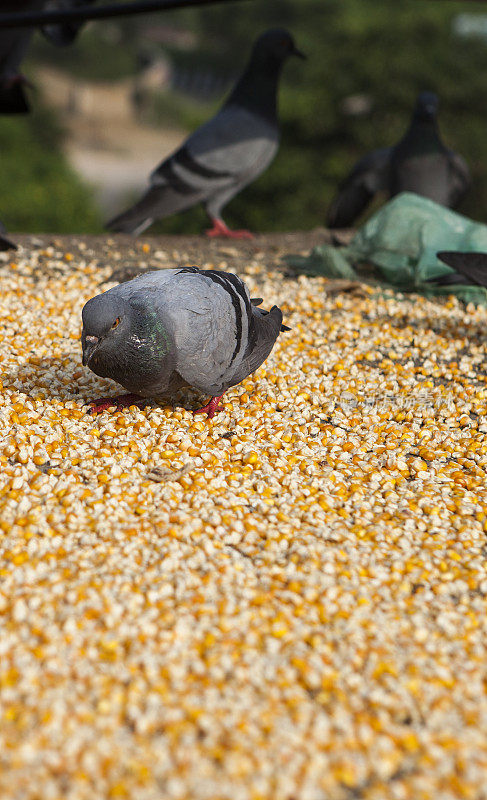 鸽子吃玉米