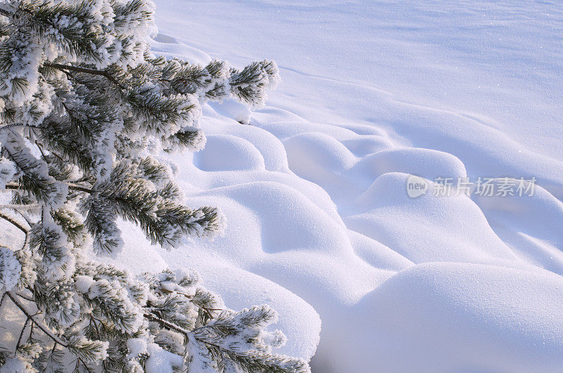 雪覆盖着树枝和石头