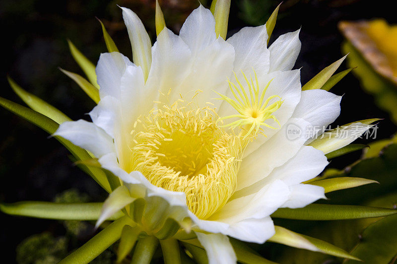 夜间开花的皇后夜间开花的仙人掌种类