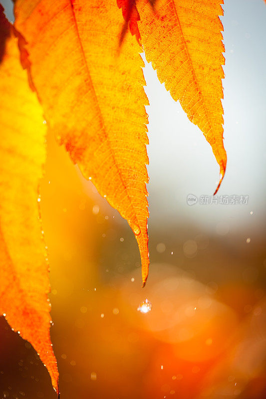 在秋天，雨滴落在树叶上。