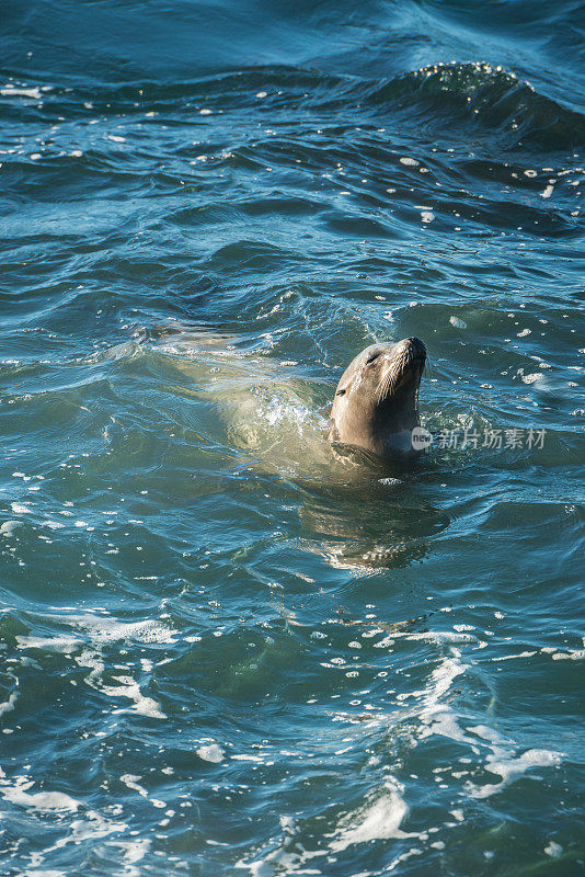 圣地亚哥海狮