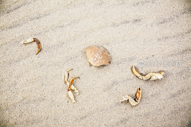 自然背景，海沙和蟹壳