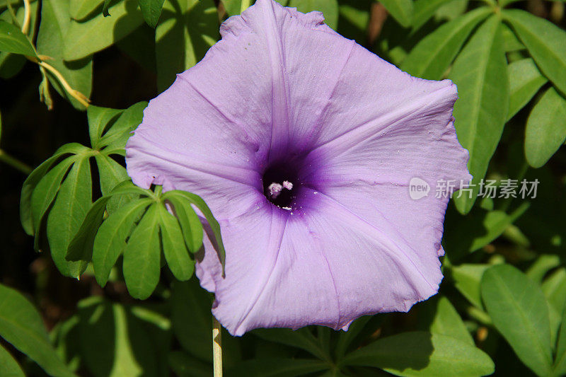 南非:淡紫色的花
