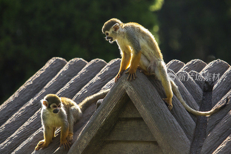 松鼠猴坐在小屋屋顶上