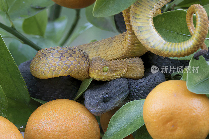 橙色树中的黄色雄性和黑色雌性灌木毒蛇