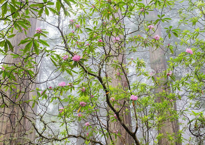 杜鹃花和红杉