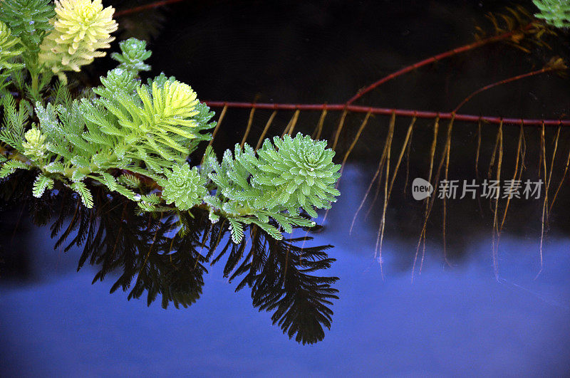 冬季植物积雪特写