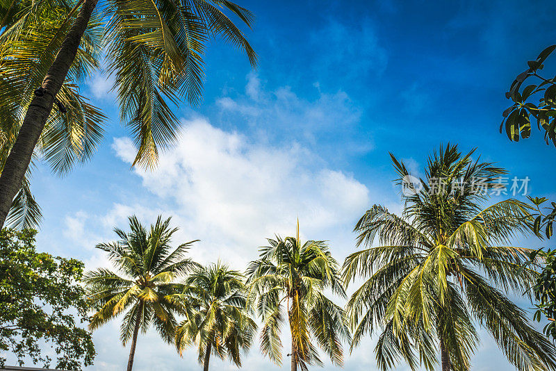 圣淘沙岛上的热带棕榈树
