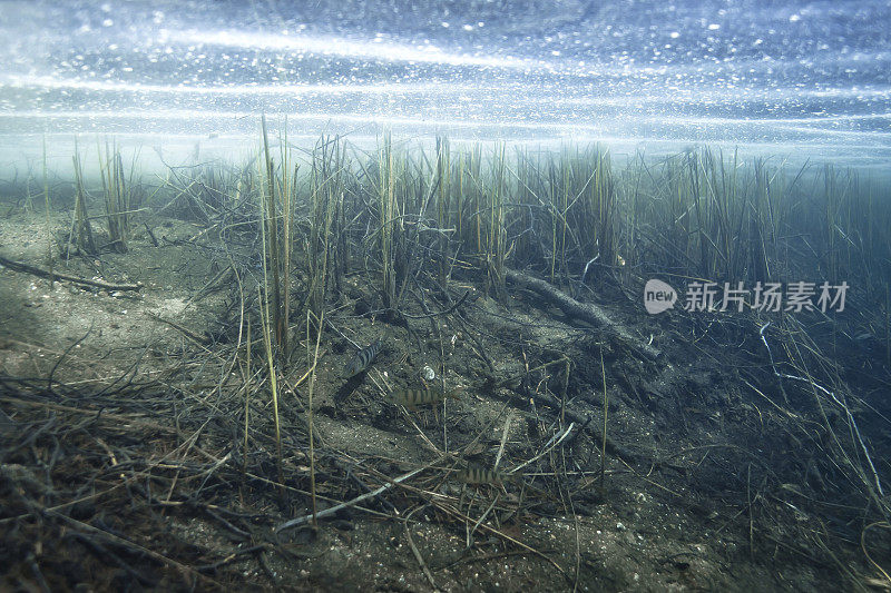 水下风景湖