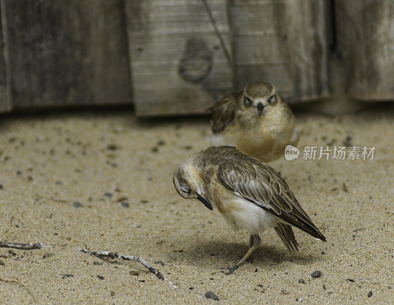 摆出鸟