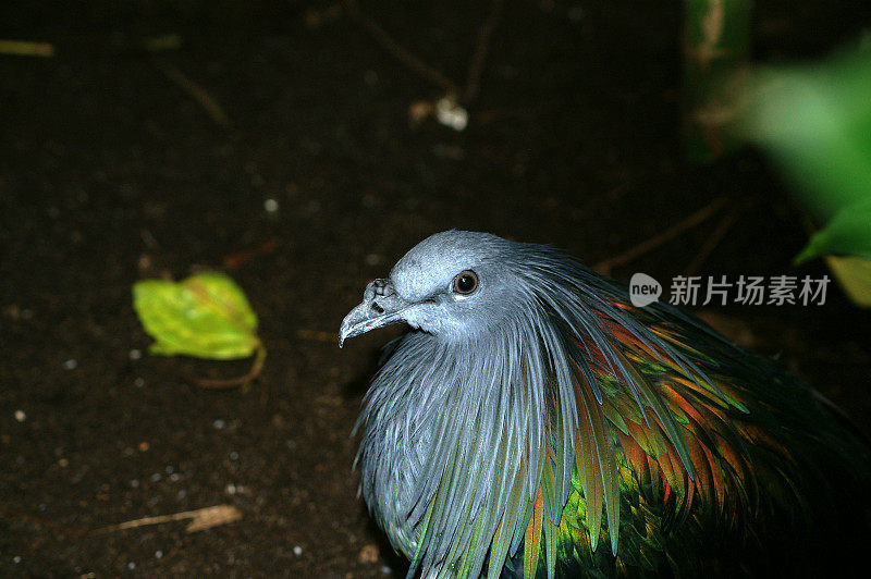 尼科巴鸽子