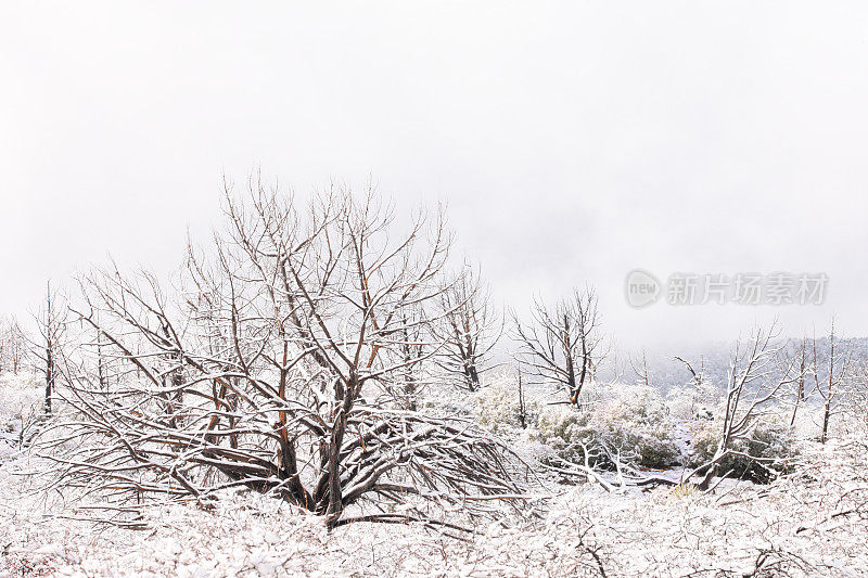 高沙漠冬季景观雪