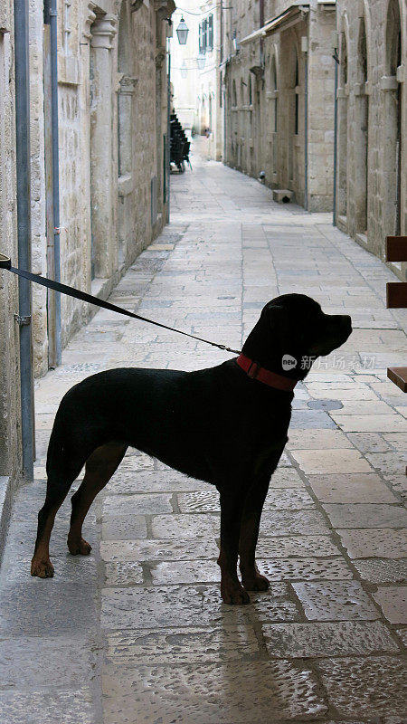 克罗地亚杜布罗夫尼克石灰石铺成的街道上，用皮带拴着的宠物狗剪影