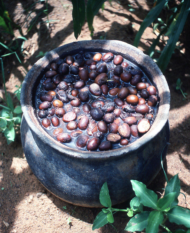 在布基纳法索非洲瓦希古亚附近的农民田里，卡里特坚果在大锅中腌制，稍后制成油