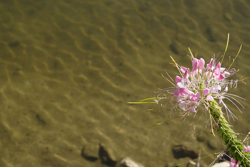 紫湖野花