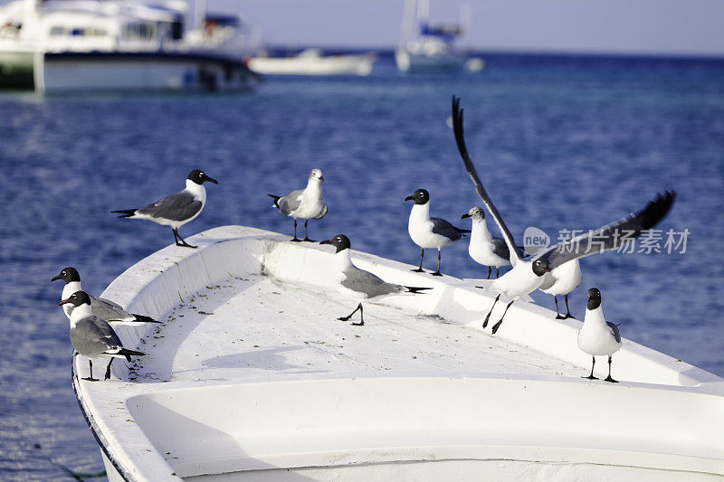 渔民船上的一群海鸥