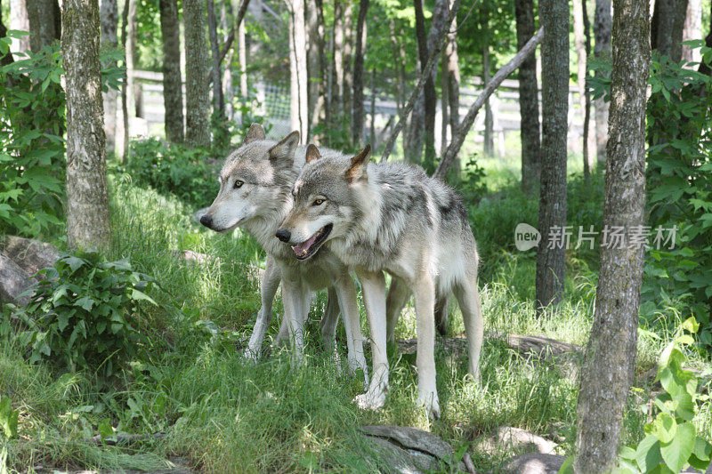 两只森林狼潜行