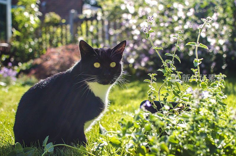 猫在花园里发现了一株猫薄荷