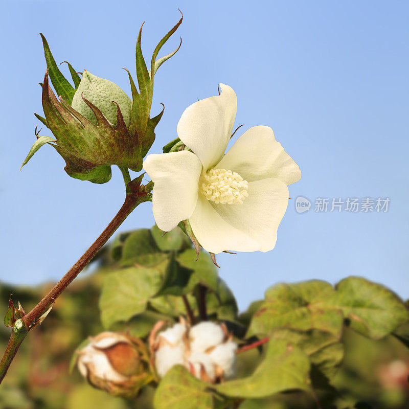 破裂的棉花花