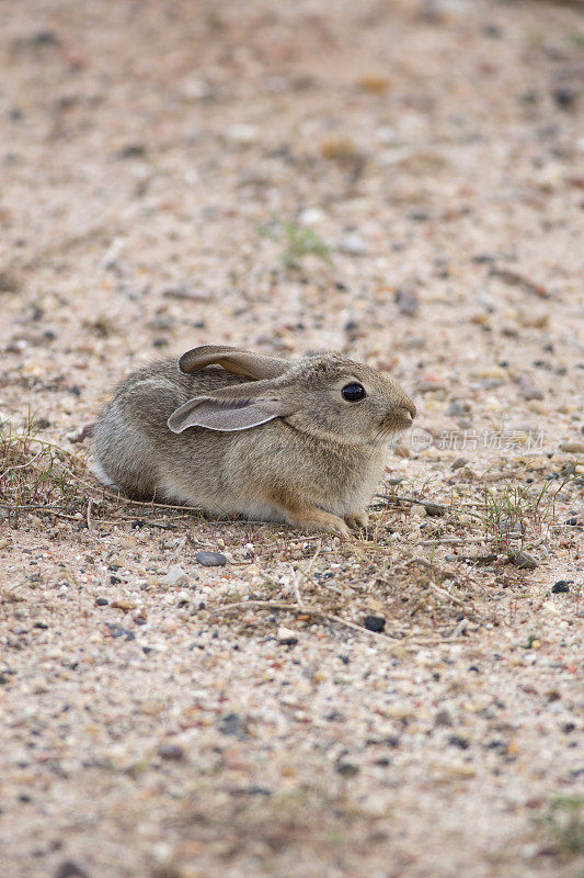 沙漠棉尾兔垂直