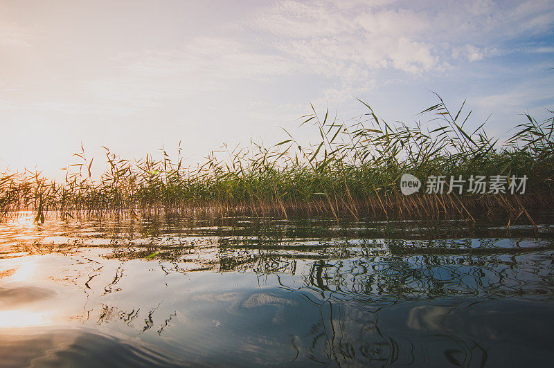 湖中芦苇