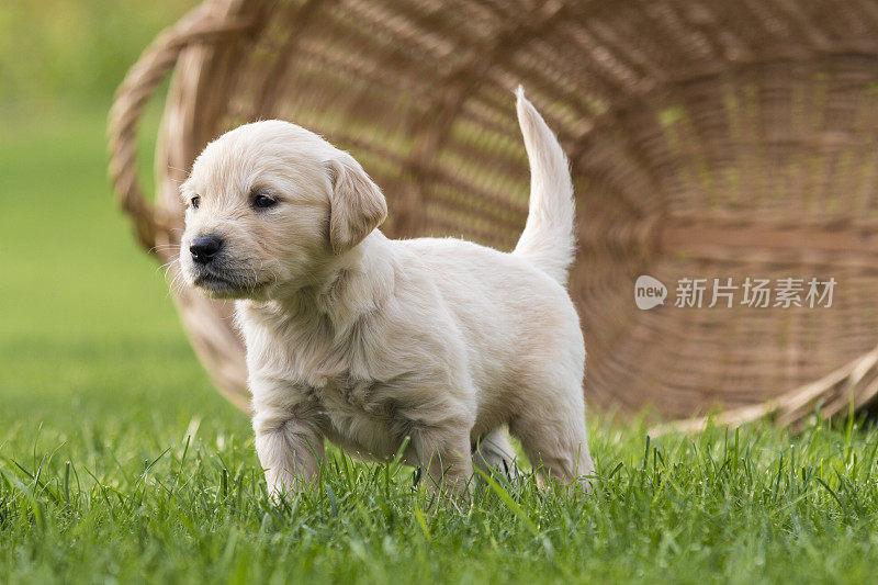 金毛猎犬小狗