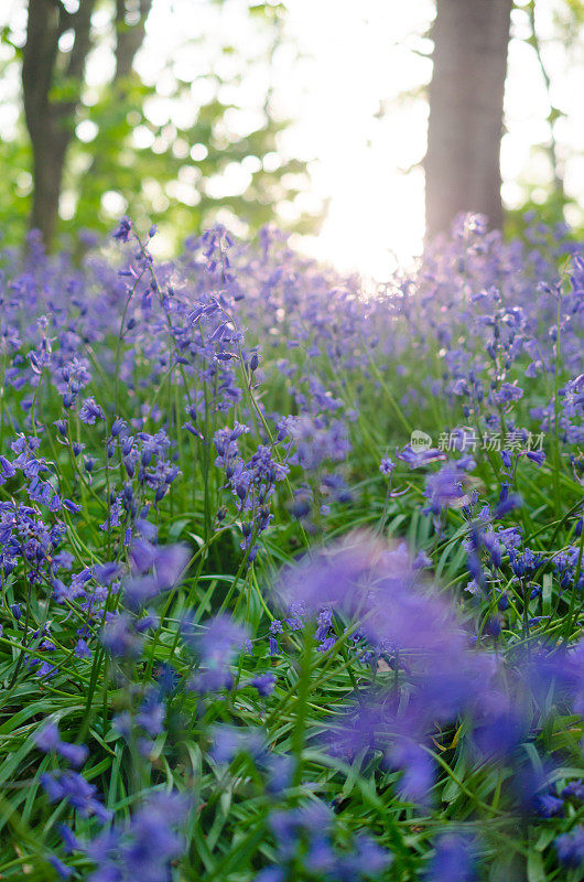 蓝铃花在木