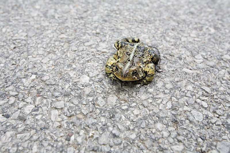 蟾蜍道路