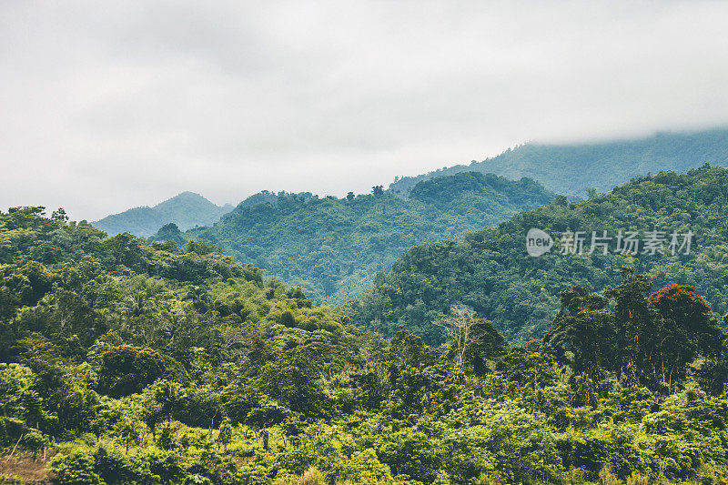 丛林山。