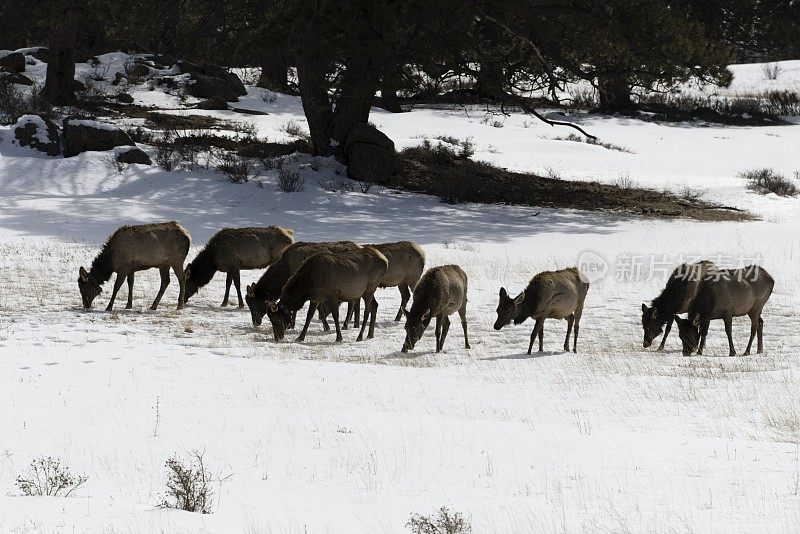 冬季放牧的麋鹿，落基山国家公园