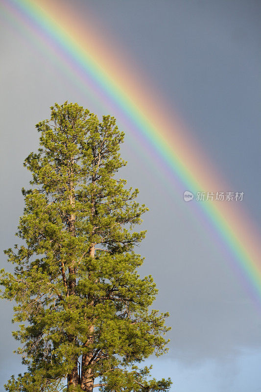 松树上的彩虹