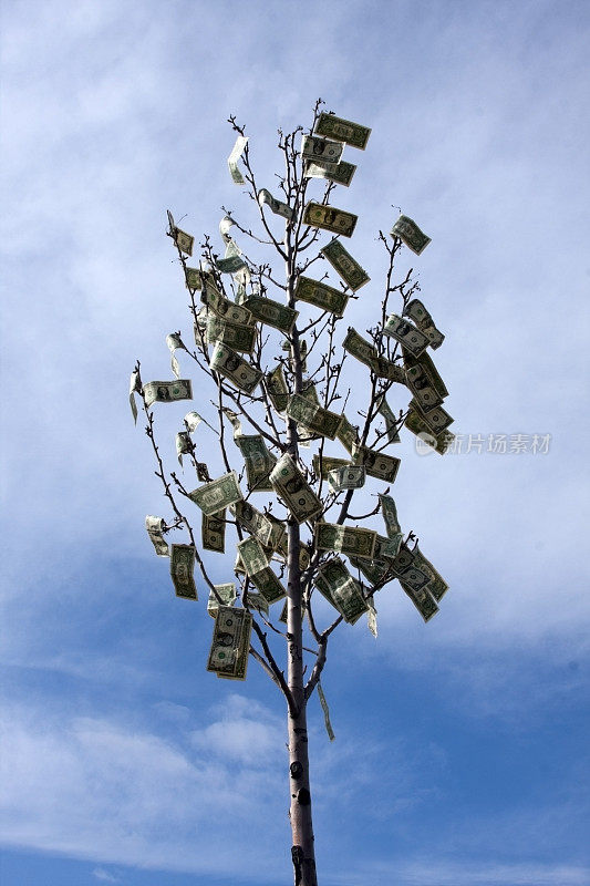 钱长在树上