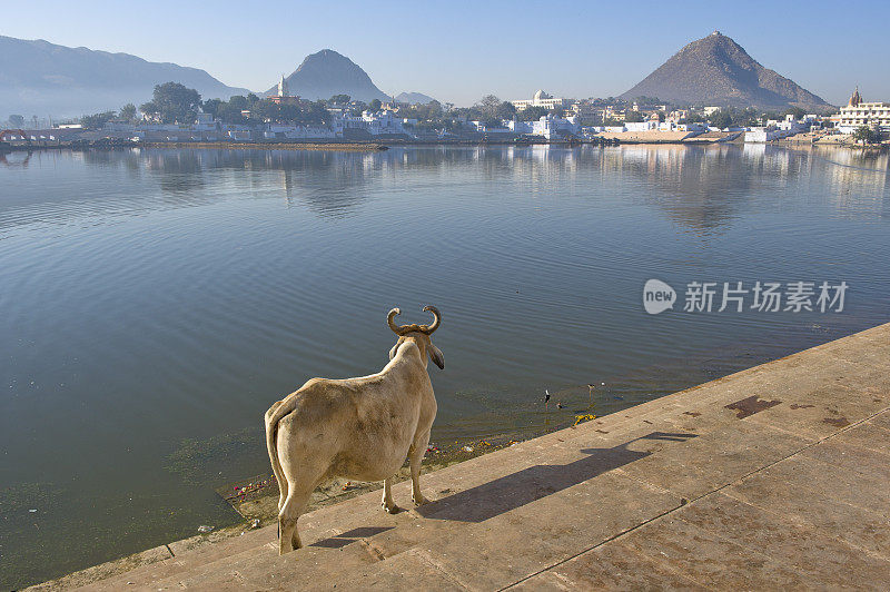 印度普什卡湖岸边的圣牛