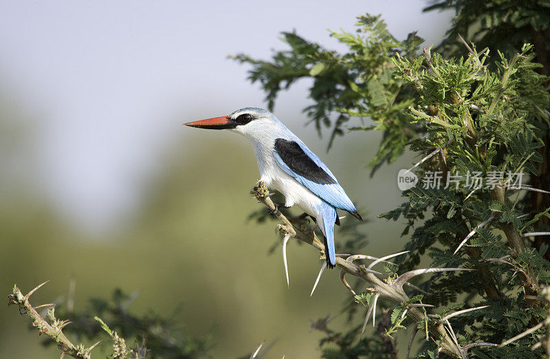 集中翠鸟