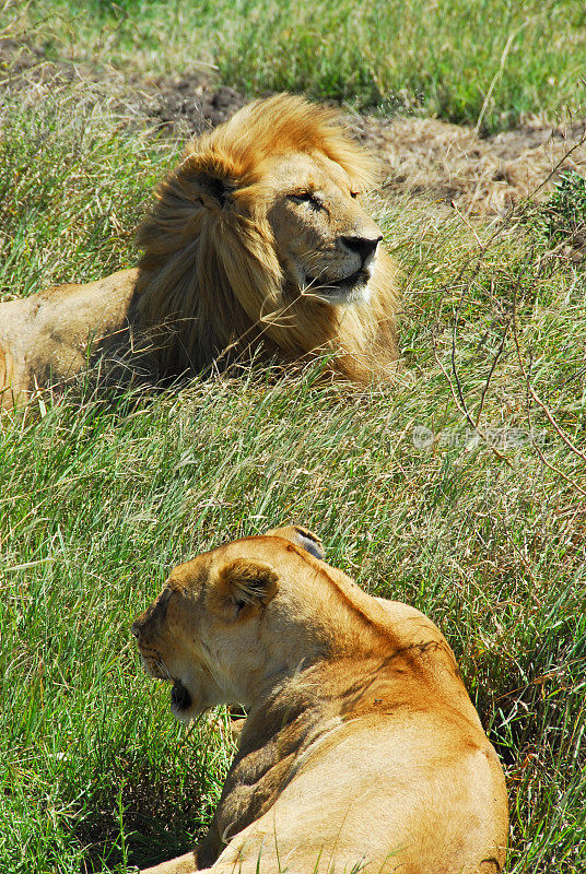 坦桑尼亚塞伦盖蒂国家公园的狮子和母狮