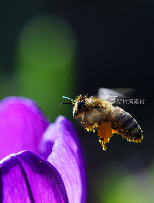 蜜蜂在番红花上飞