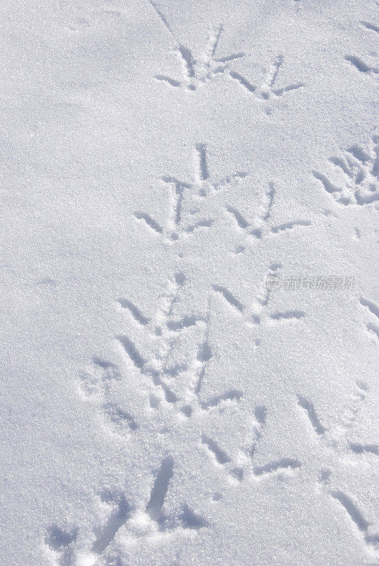 火鸡在雪地里的足迹