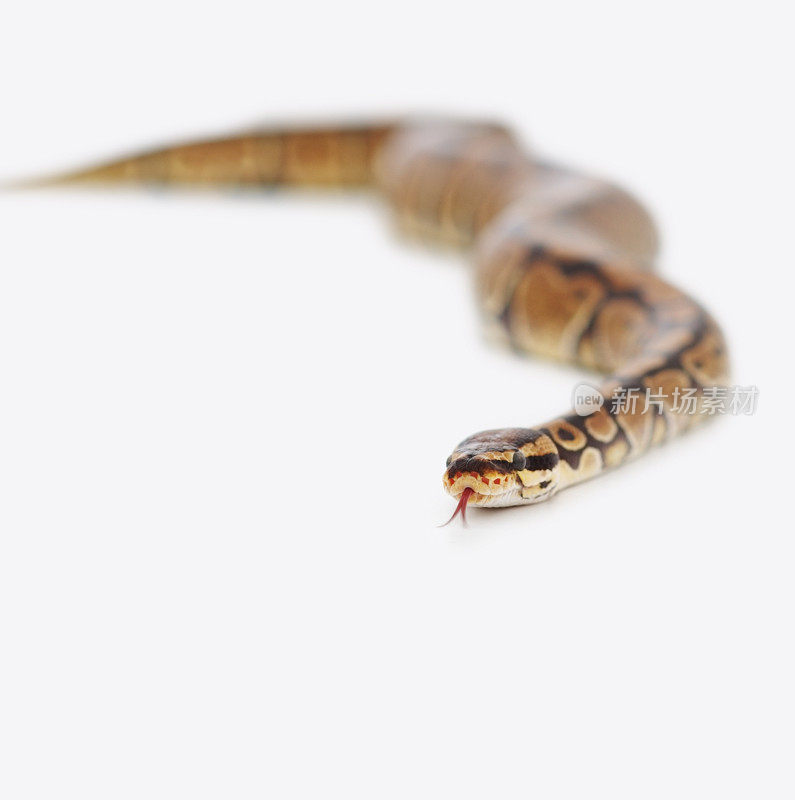 Python孤立在白色背景上