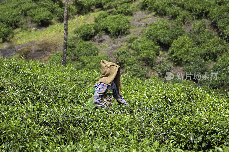 茶叶种植园工人
