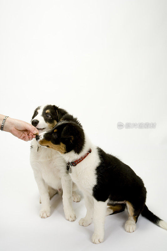 边境牧羊犬幼崽的白色无缝