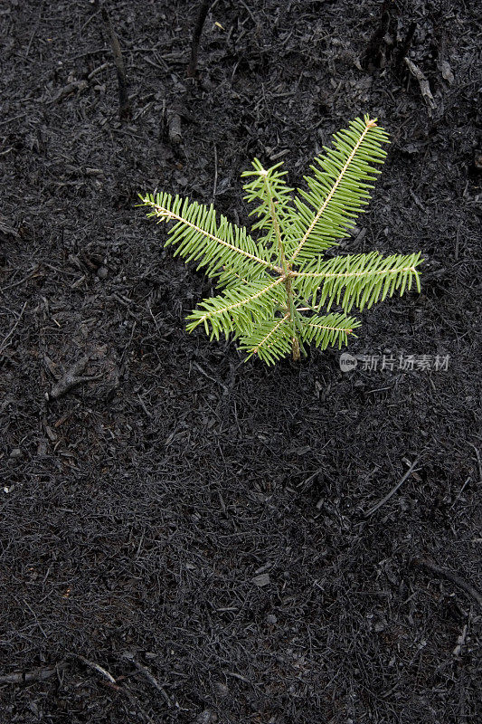 树木从森林大火的灰烬中萌芽