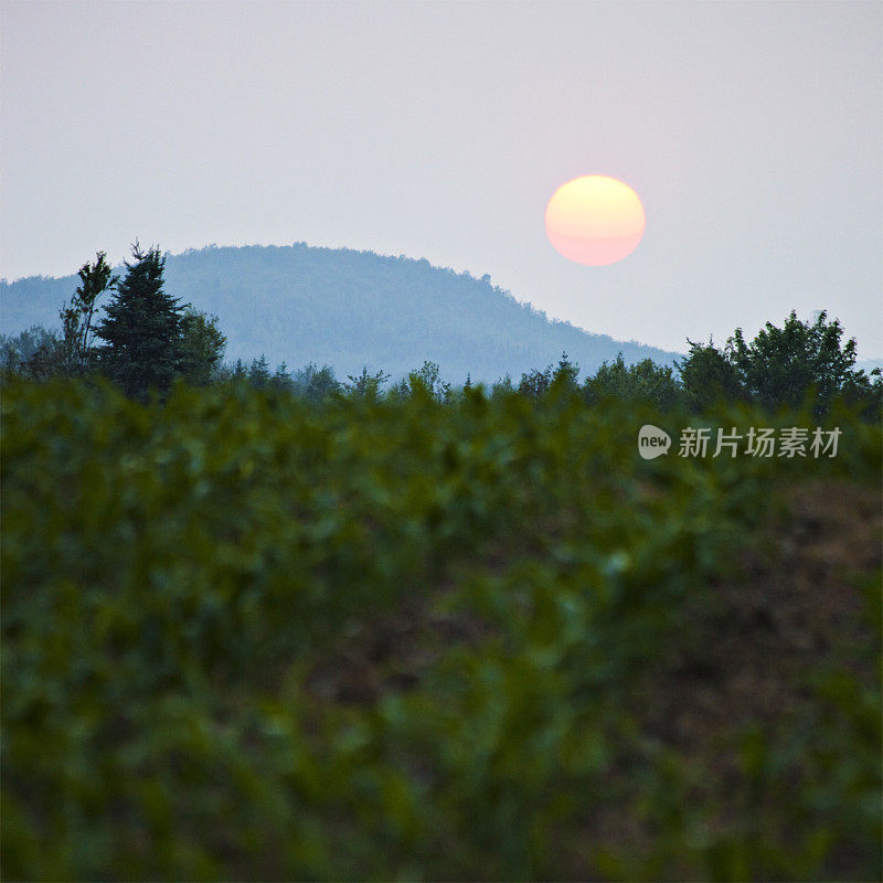 玉米田的日落