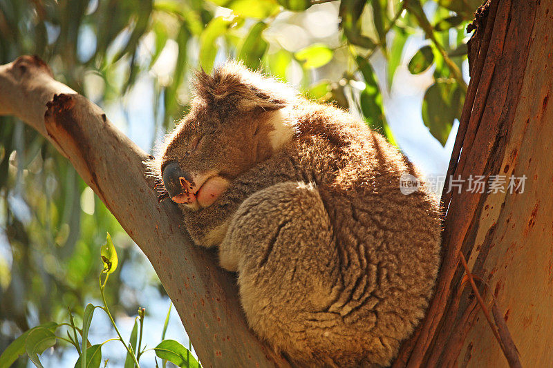 在澳大利亚南部的桉树树枝上睡觉的野生考拉
