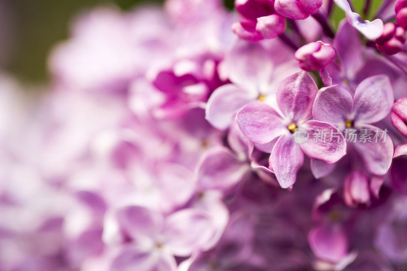 美丽的紫丁香