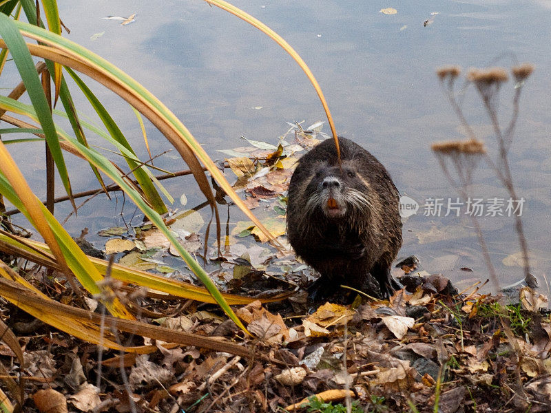 在河岸上的草丛中有海狸鼠